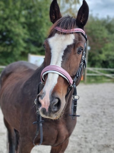 Customer photo review of Glitzer Trense Rosa - gebisslos