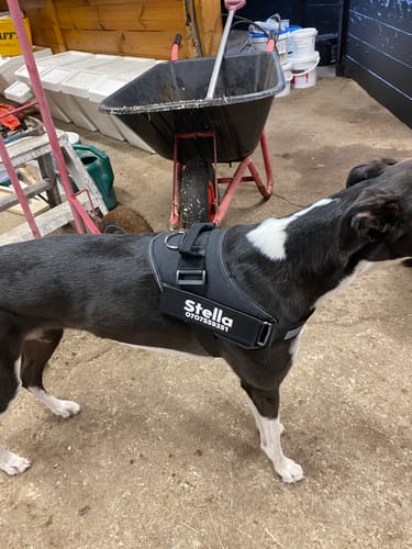 Customer photo review of Hundsele med Namn och Telefonnummer