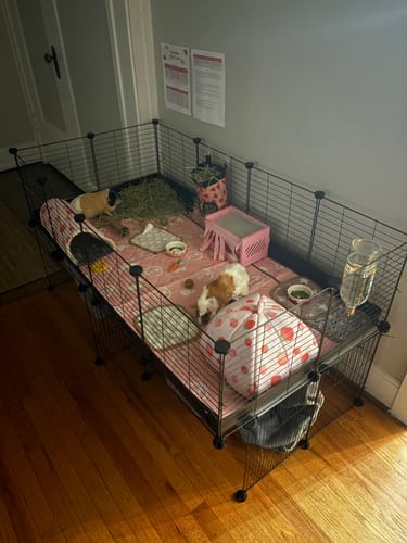 Customer photo review of 4x2 C&C Guinea Pig Cage