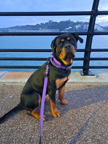 Katie C. review of 1.4m Swivel Combat Lead | Anti-Tangle & Secure Clip - Purple image 1 out of 1