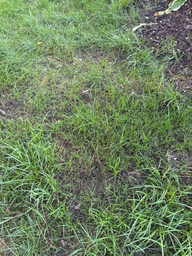 Customer photo review of GCI Turf Cool Blue Grass Seed