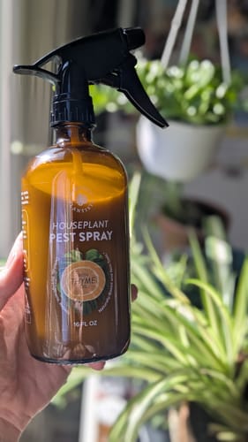 Customer photo review of Houseplant Pest Spray