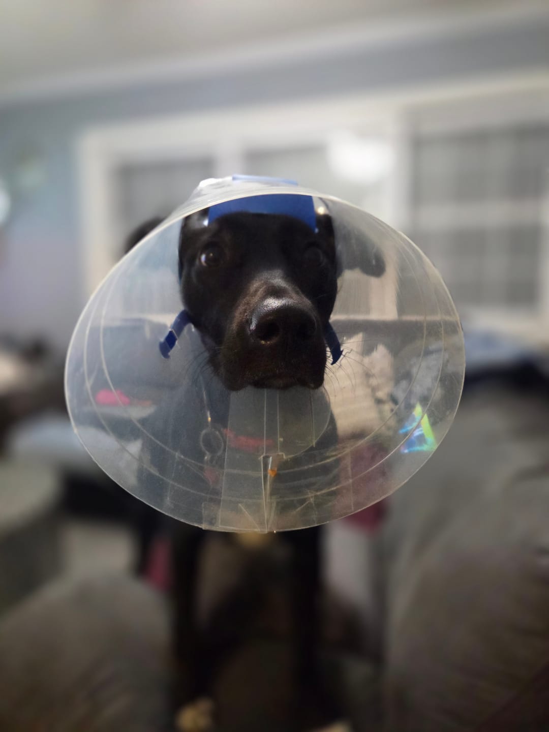 Customer photo review of NovaGuard Recovery Collar