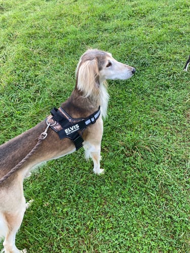 Customer photo review of Hundsele med Namn och Telefonnummer