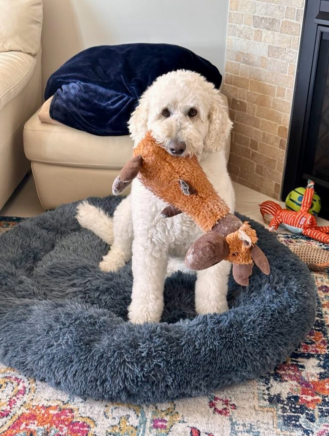 Customer photo review of Brooklyn® Deep Sleep Pet Bed