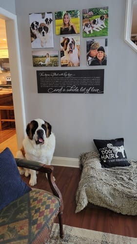Customer photo review of This Home is Filled with Big Dogs Black Canvas Wrap