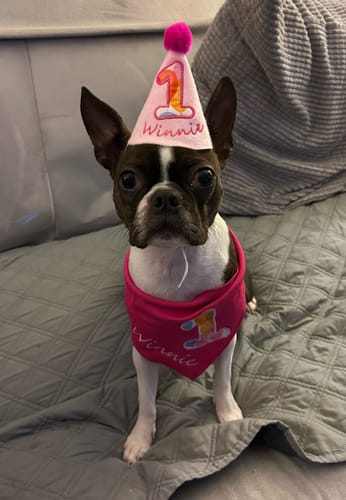 Customer photo review of Personalized Dog Party Pack