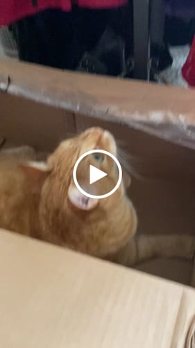 Customer video review of 2x Blisso Advanced Cat Probiotic | Cat Probiotic for Diarrhea & Kidney Support