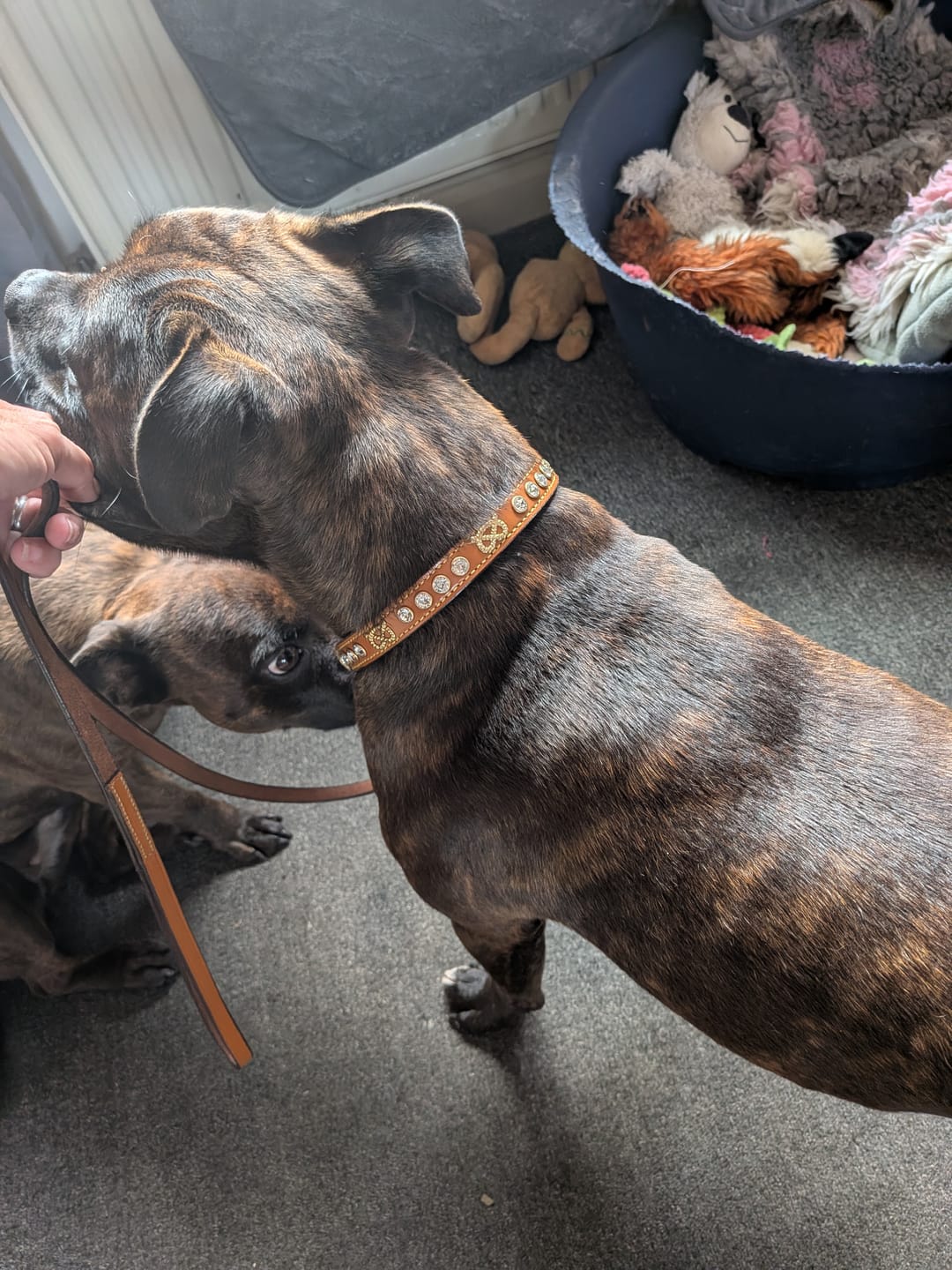 Customer photo review of Staffordshire Bull Terrier 1935® Show Half Check Collar & Leash Set - Diamond - Cognac & Gold