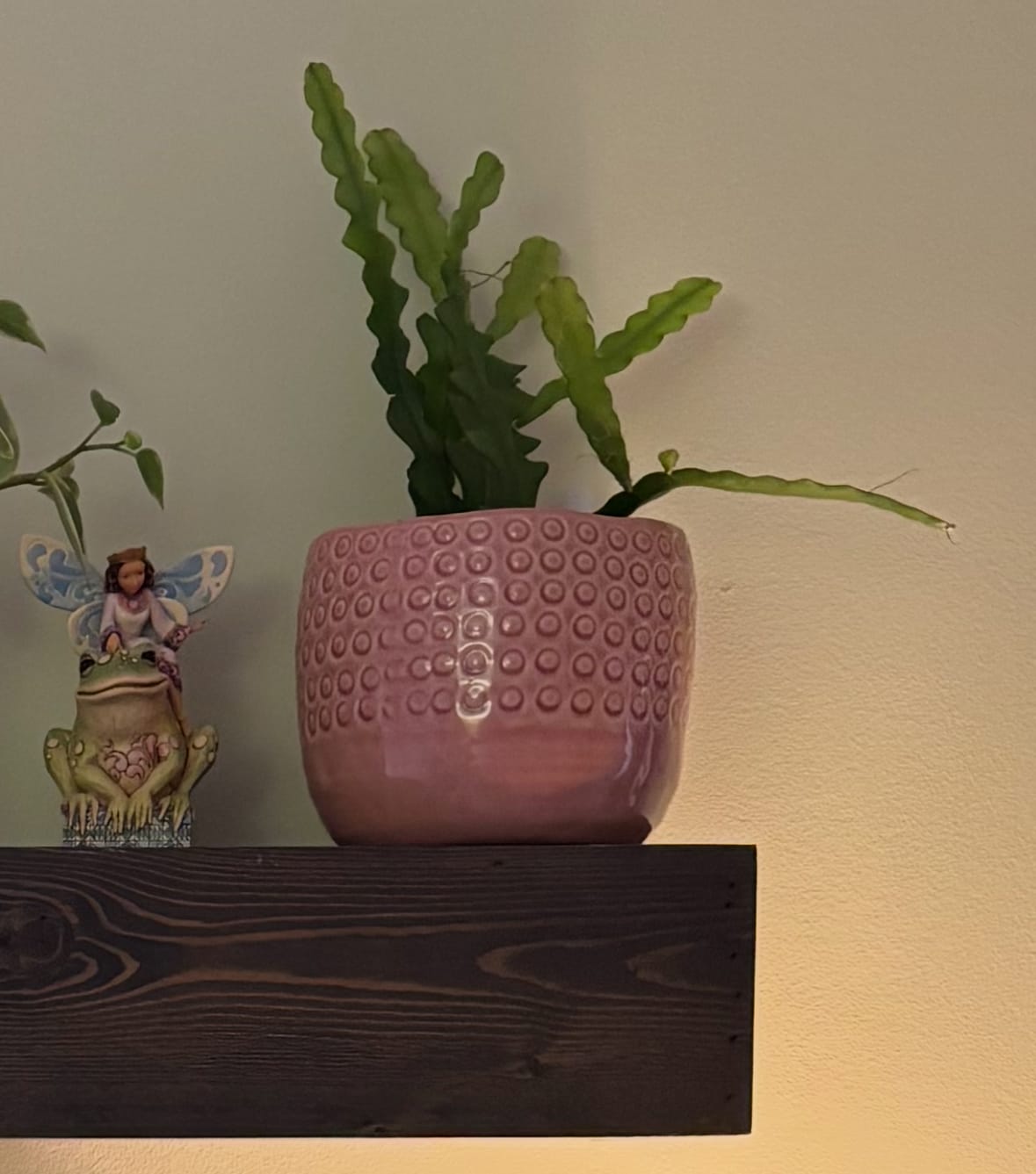 Customer photo review of Cactus Selenicereus anthonyanus "Ric-Rac"