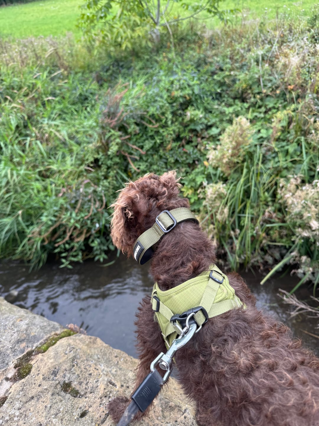 Customer photo review of 2.5cm Combat® Collar | With Handle & Rated Clip - Khaki