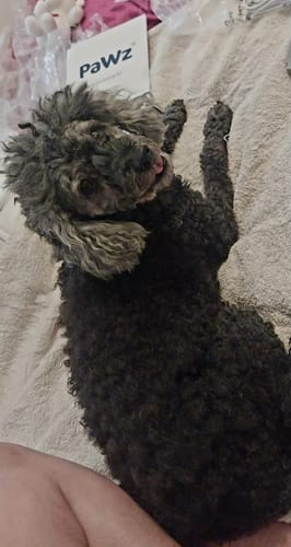Customer photo review of GroomMate Pet Grooming Kit