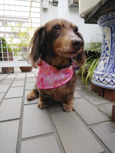 Customer photo review of 本物そっくり♪ペットクッション