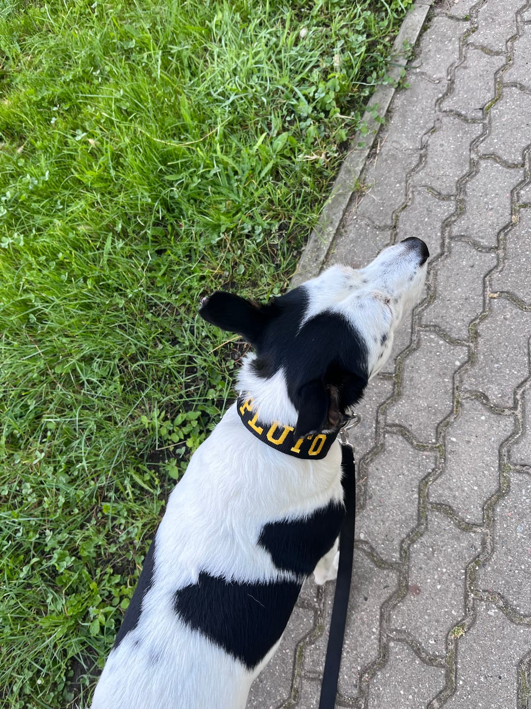 Customer photo review of Obroża zaciskowa z imieniem