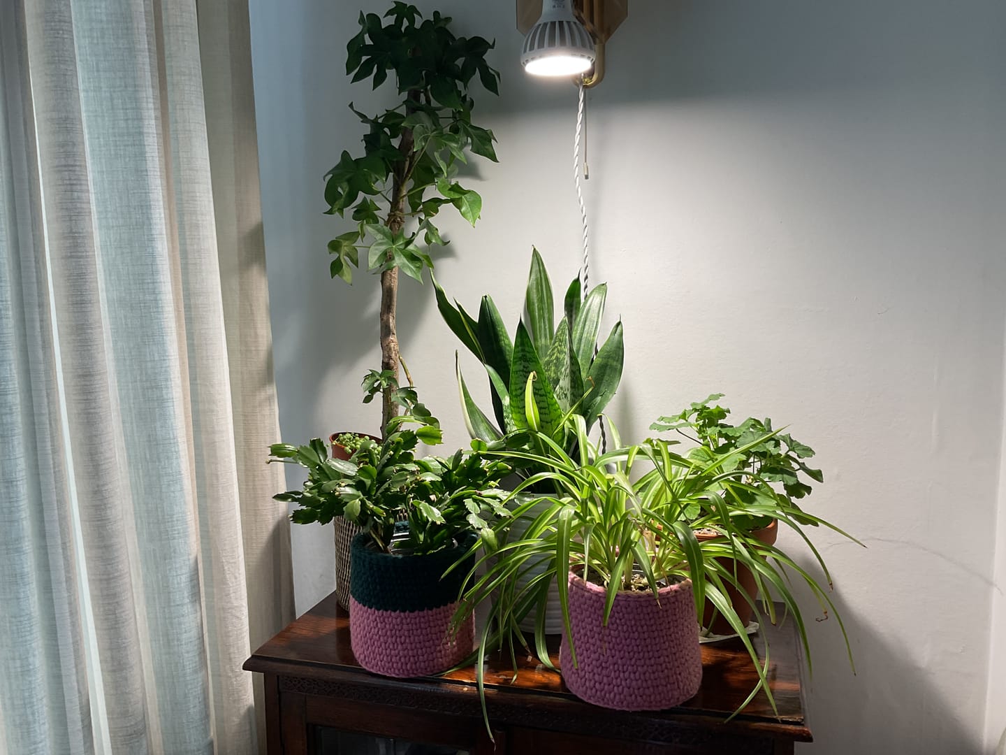 Customer photo review of Pianta LED Grow Light 3-Pack bundle