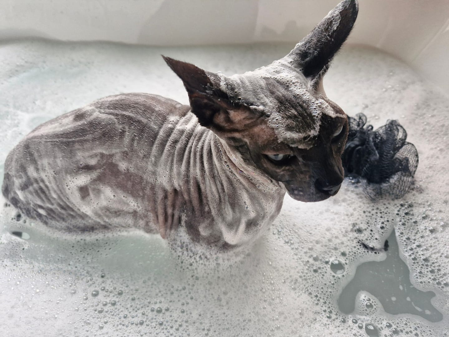 Customer photo review of 500ml Hairless Cat Shampoo
