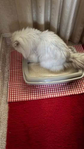 Customer photo review of Fit Litter