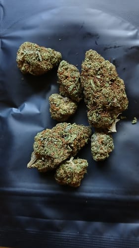 Customer photo review of Acapulco Gold THCA Flower