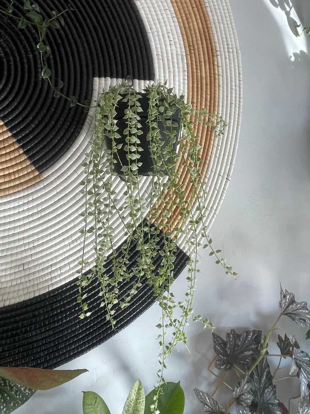 Customer photo review of Dischidia ruscifolia 'Variegata' "Million Hearts"