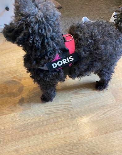 Customer photo review of Hundsele med Namn och Telefonnummer