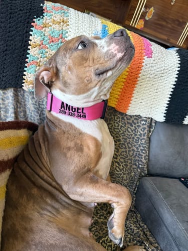 Customer photo review of Pink Bully Proof Collar