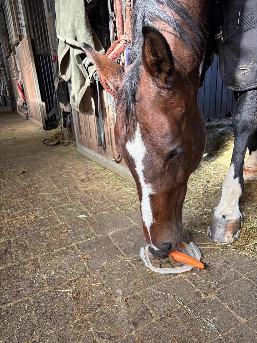 Customer photo review of PFERDESTARK Bio Hanfpellets für Pferde Pferdefutter 15kg Beutel