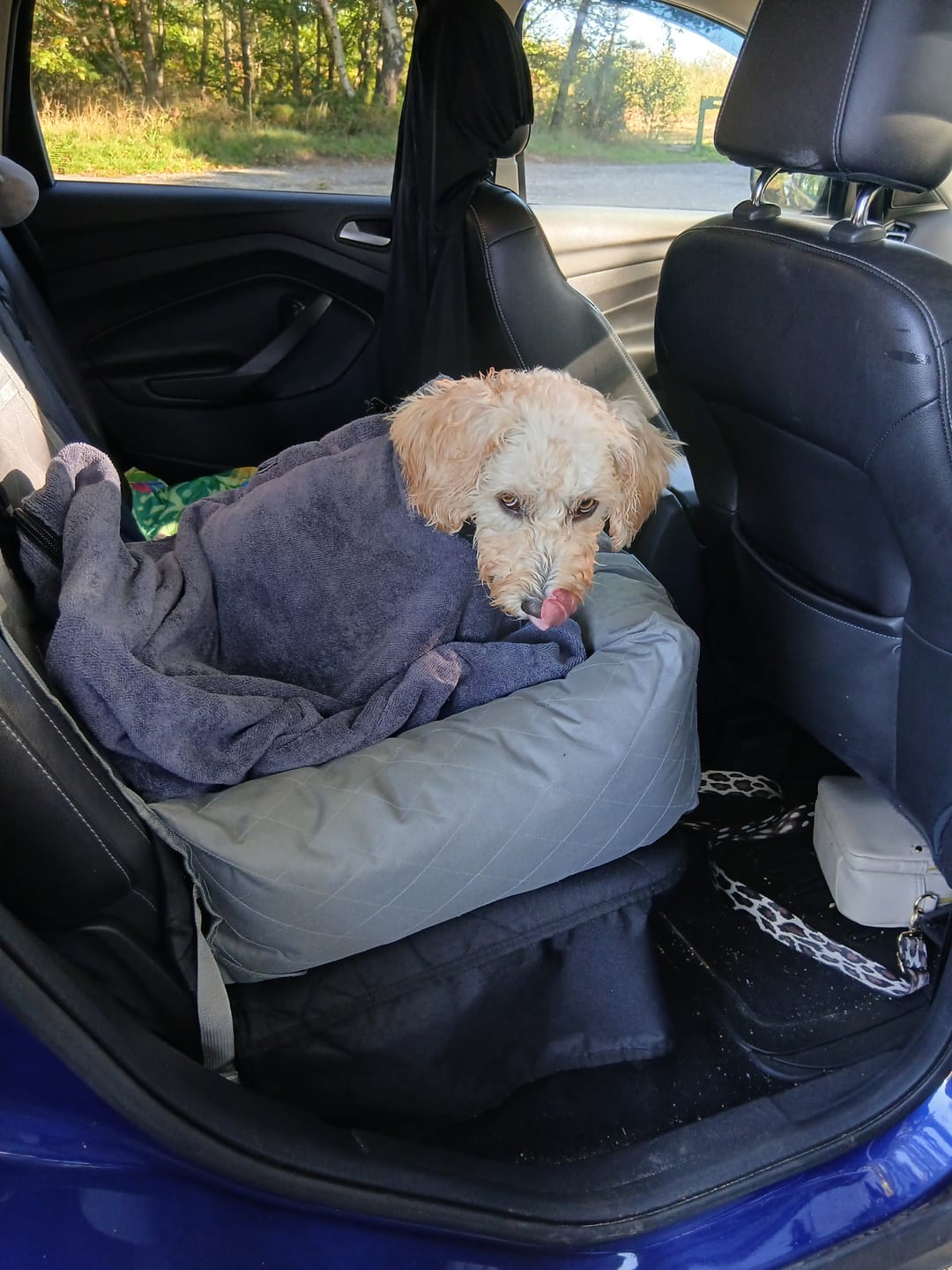 Customer photo review of Luxury Dog Drying Bag
