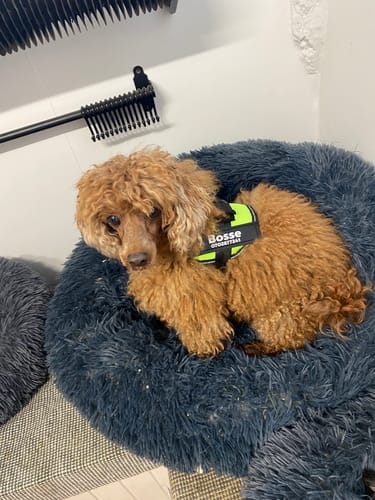 Customer photo review of Hundsele med Namn och Telefonnummer
