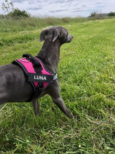 Customer photo review of Hundsele med Namn och Telefonnummer