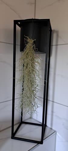 Customer photo review of Tillandsia usneoides - Lousianamoos