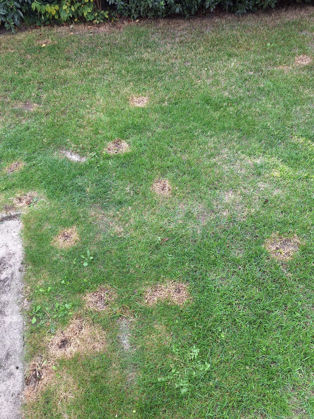 Customer photo review of Maxxheat 2500W Weed Killer 4in1