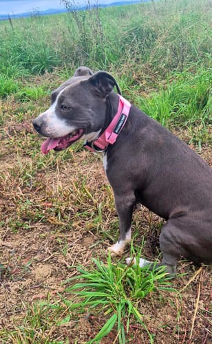 Customer photo review of 4cm Combat® Collar | Handle & Rated Clip - Pink
