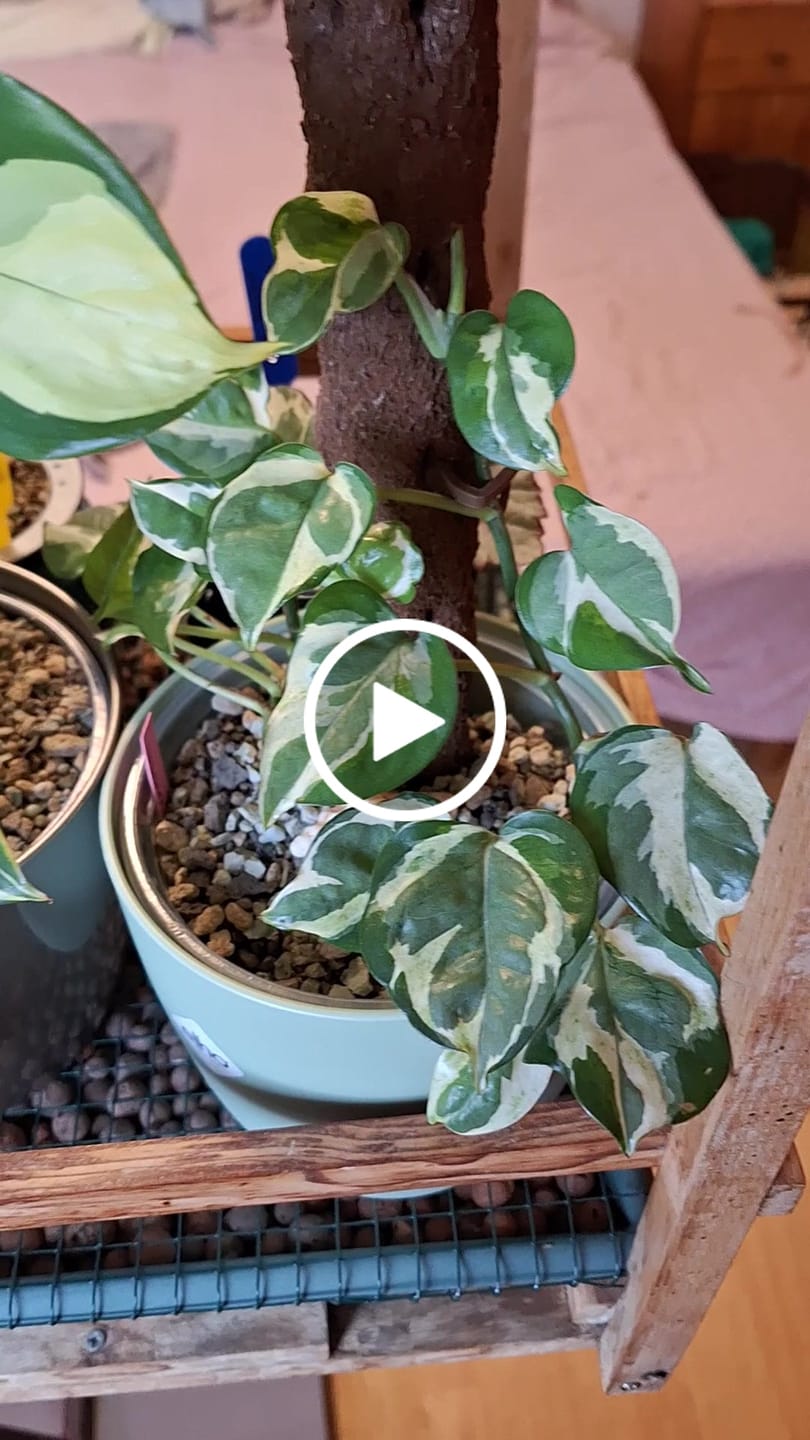 Customer video review of Biobased Climbing Pole