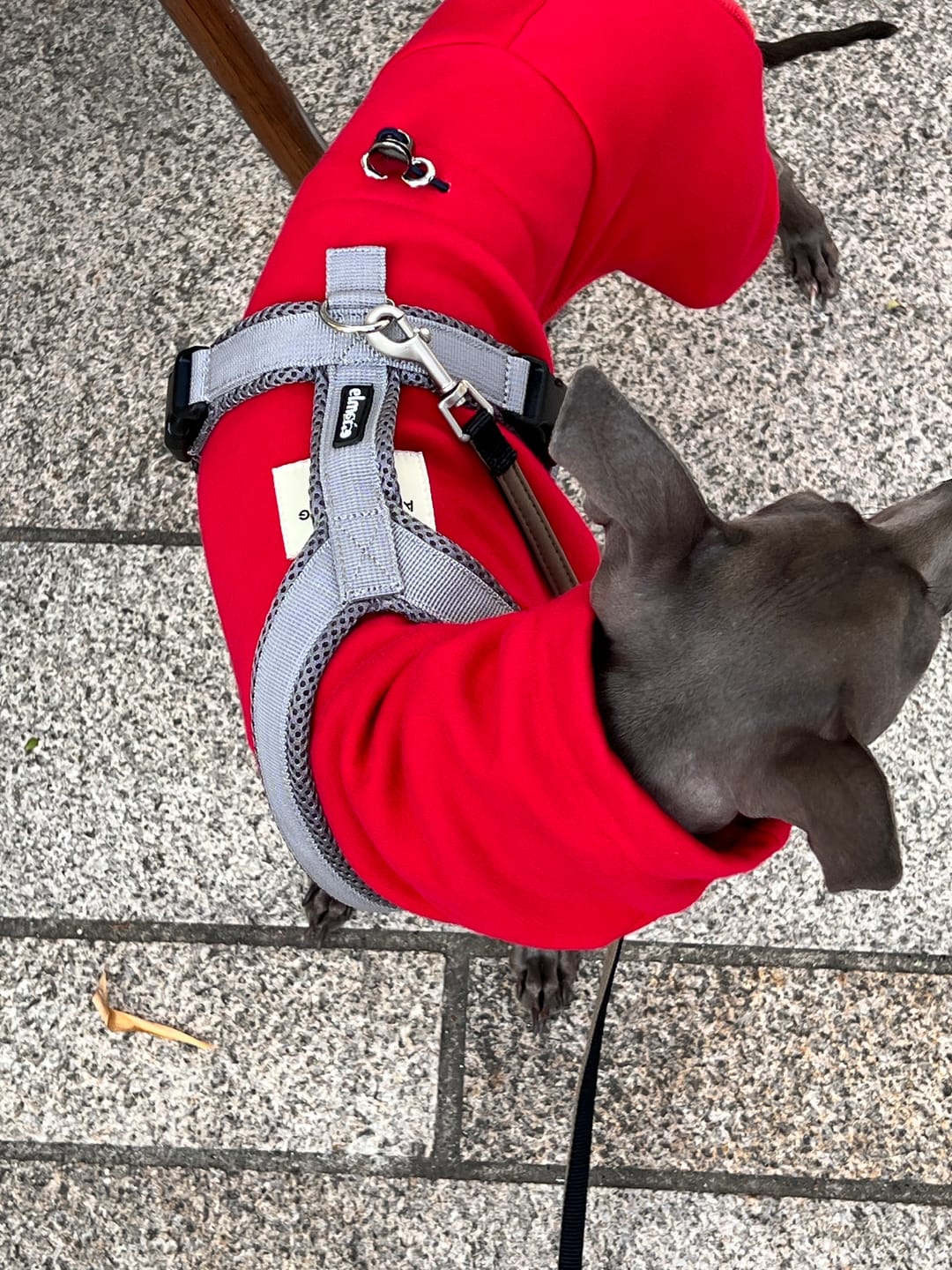 Customer photo review of Windhundgeschirr FUN Welpe/Windspiel "Moon Grey"