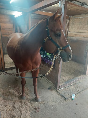 Customer photo review of iCavalos - Horse halter (7 Days)
