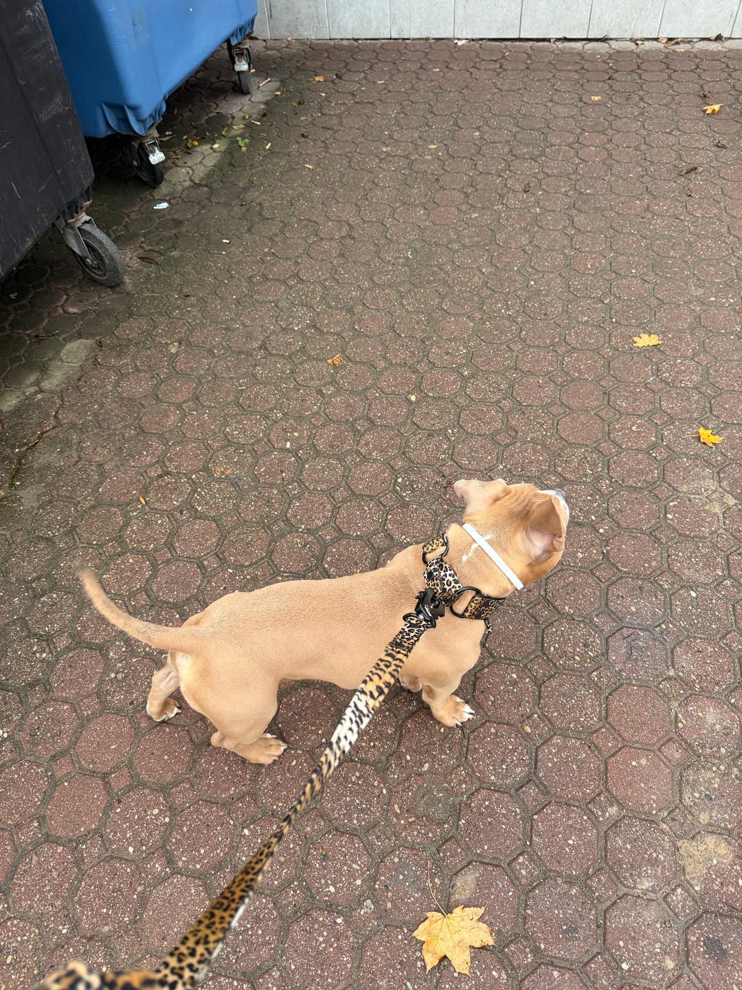 Customer photo review of Smycz nylonowa Walk Leash Leopard