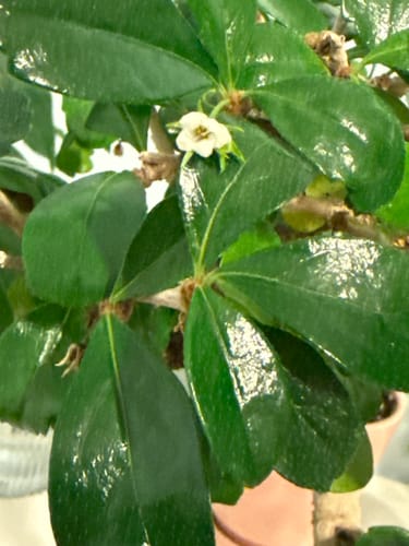 Customer photo review of Houseplant Pest Spray