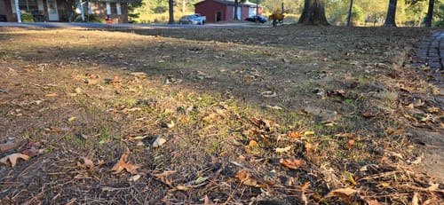 Customer photo review of GCI Turf Type Tall fescue Grass Seed