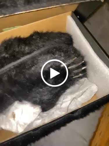 Customer video review of Bravest Studios Bear Claw Mule Black