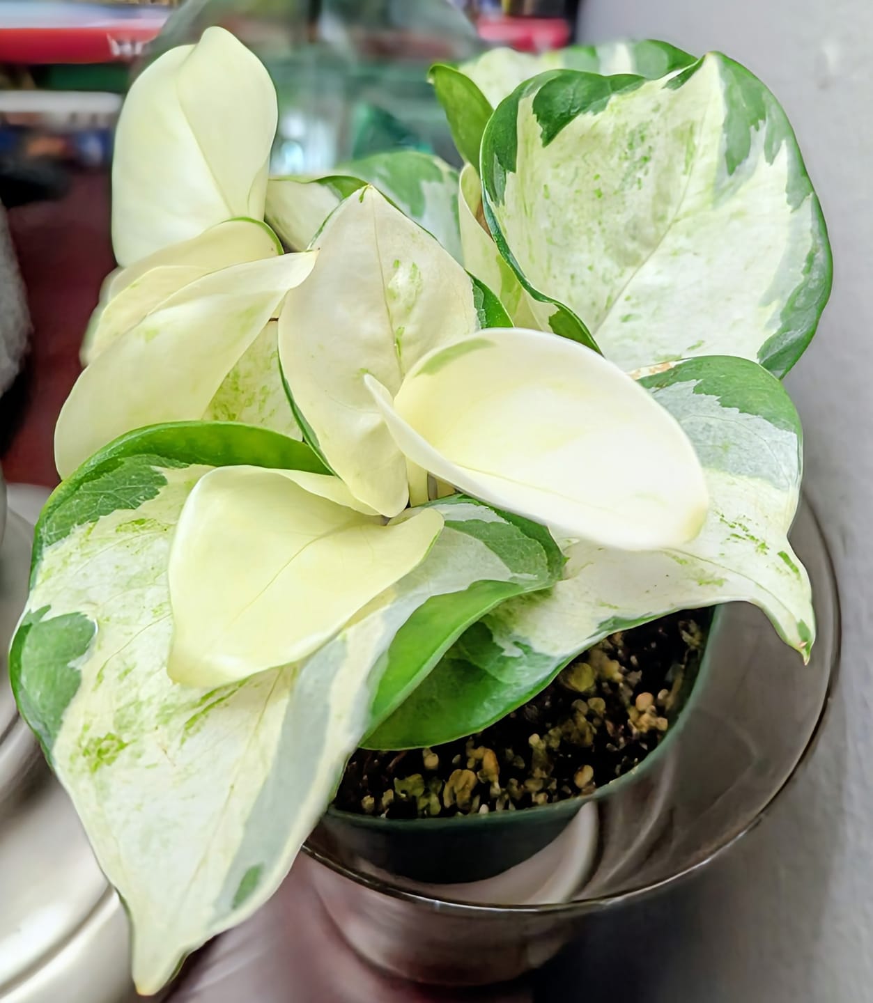 Customer photo review of Pothos Epipremnum aureum 'Manjula'