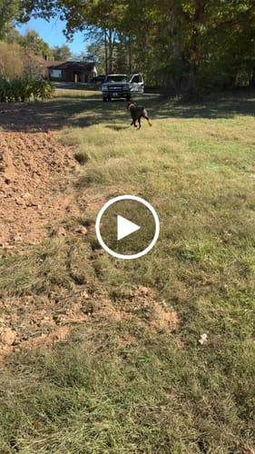 Customer video review of WagWellies® by wagwear