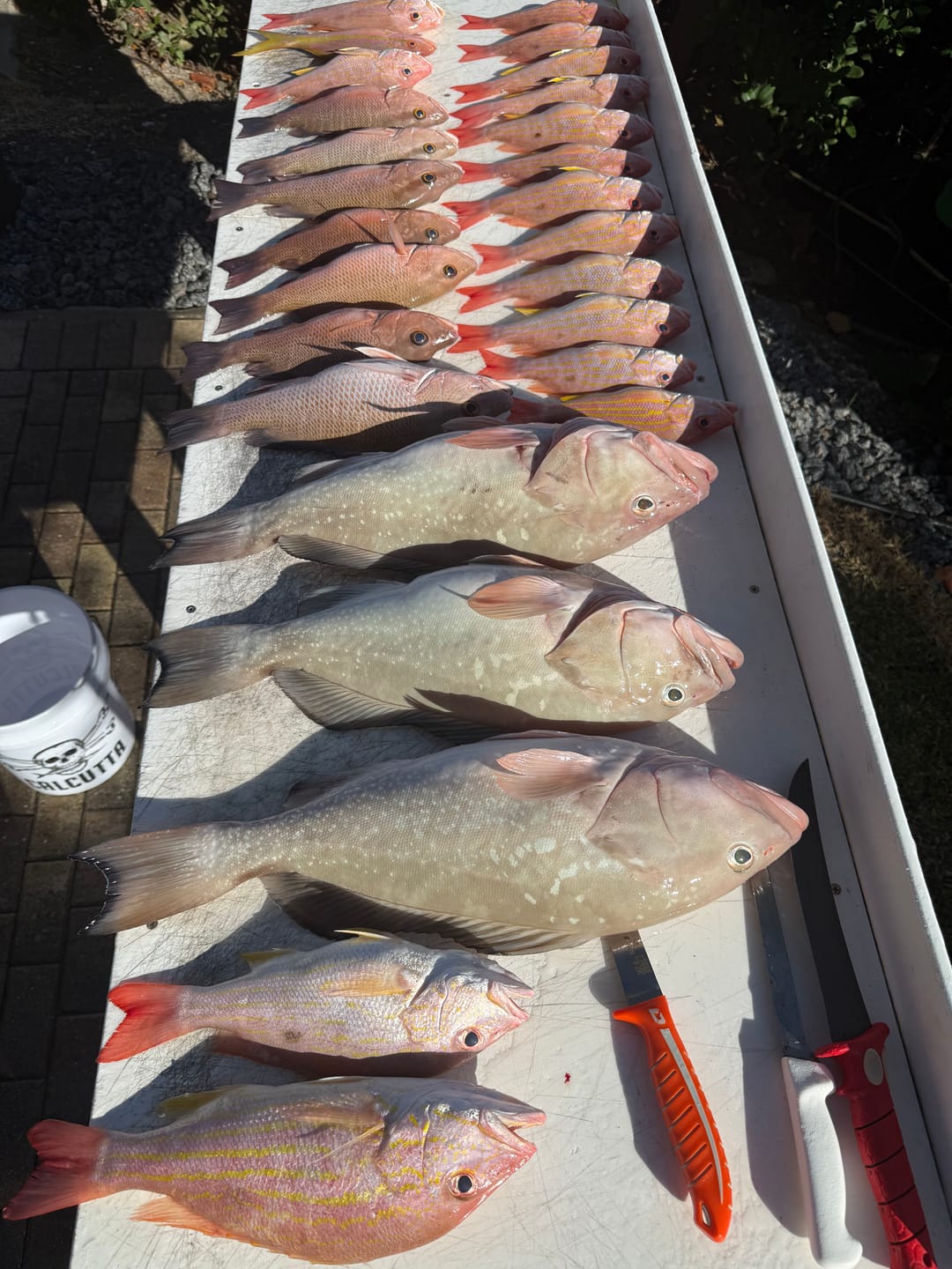 Customer photo review of Pre-tied Dropper Loop Rigs USA