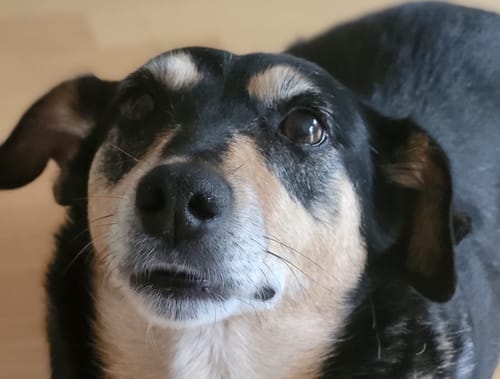 undefined review of Lucky Belly Hypoallergen image 1 out of 1