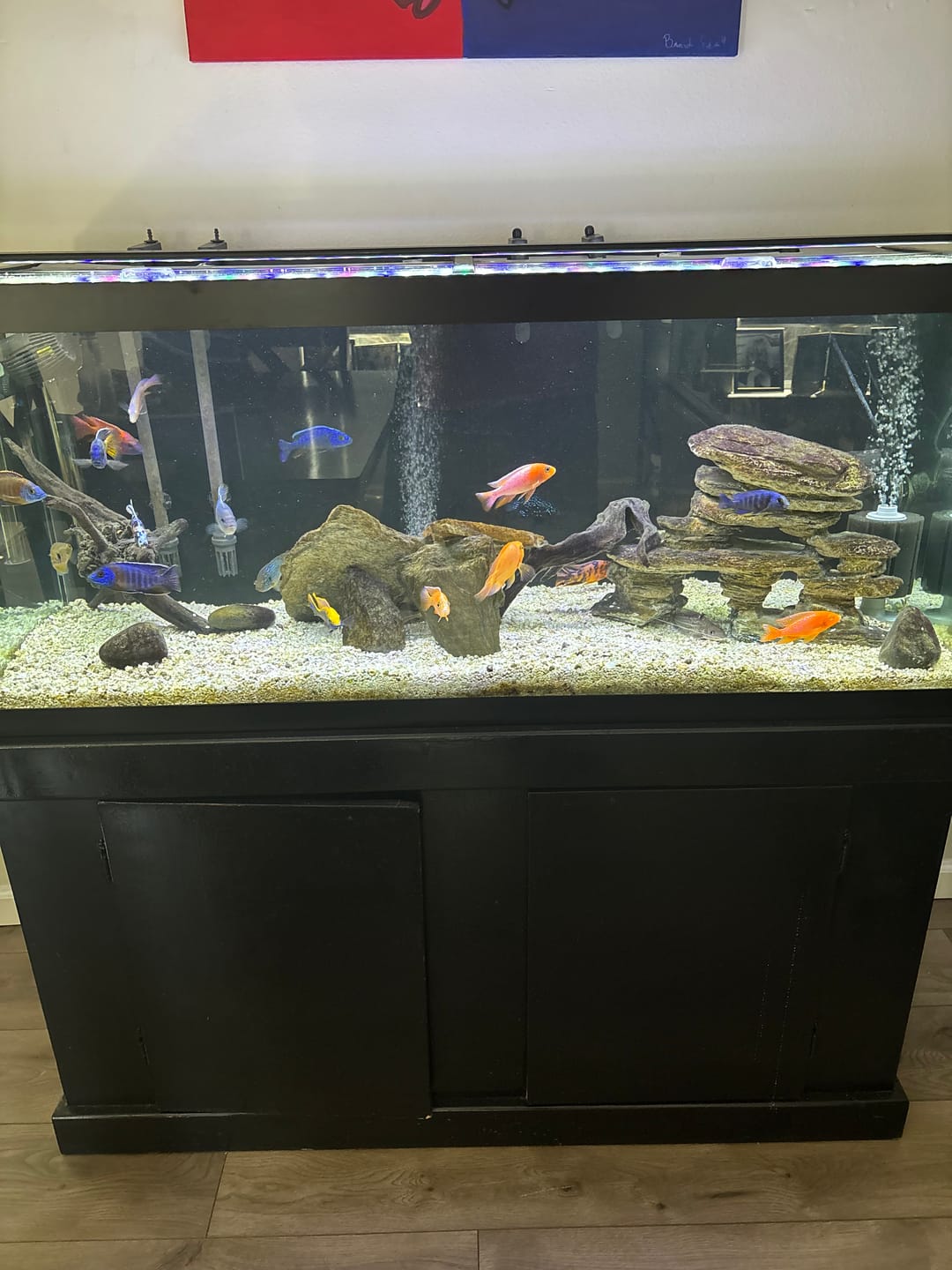 Customer photo review of Northfin Cichlid Formula