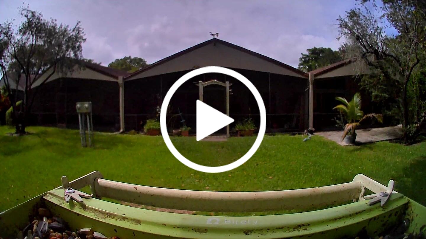 Customer video review of Birdfy Feeder Metal - Smart Metal Feeder with Camera