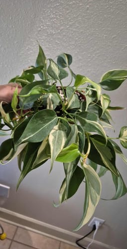 Customer photo review of Philodendron hederaceum 'Rio' - 3"