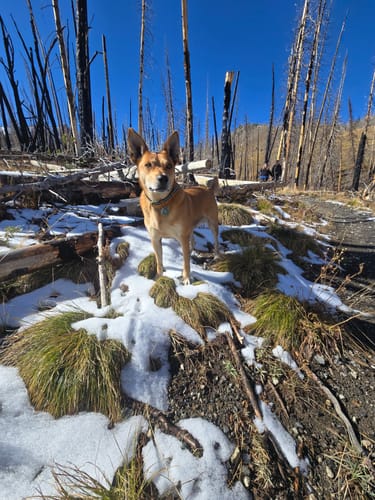 Customer photo review of Iron Paws Premium Dog Supplement