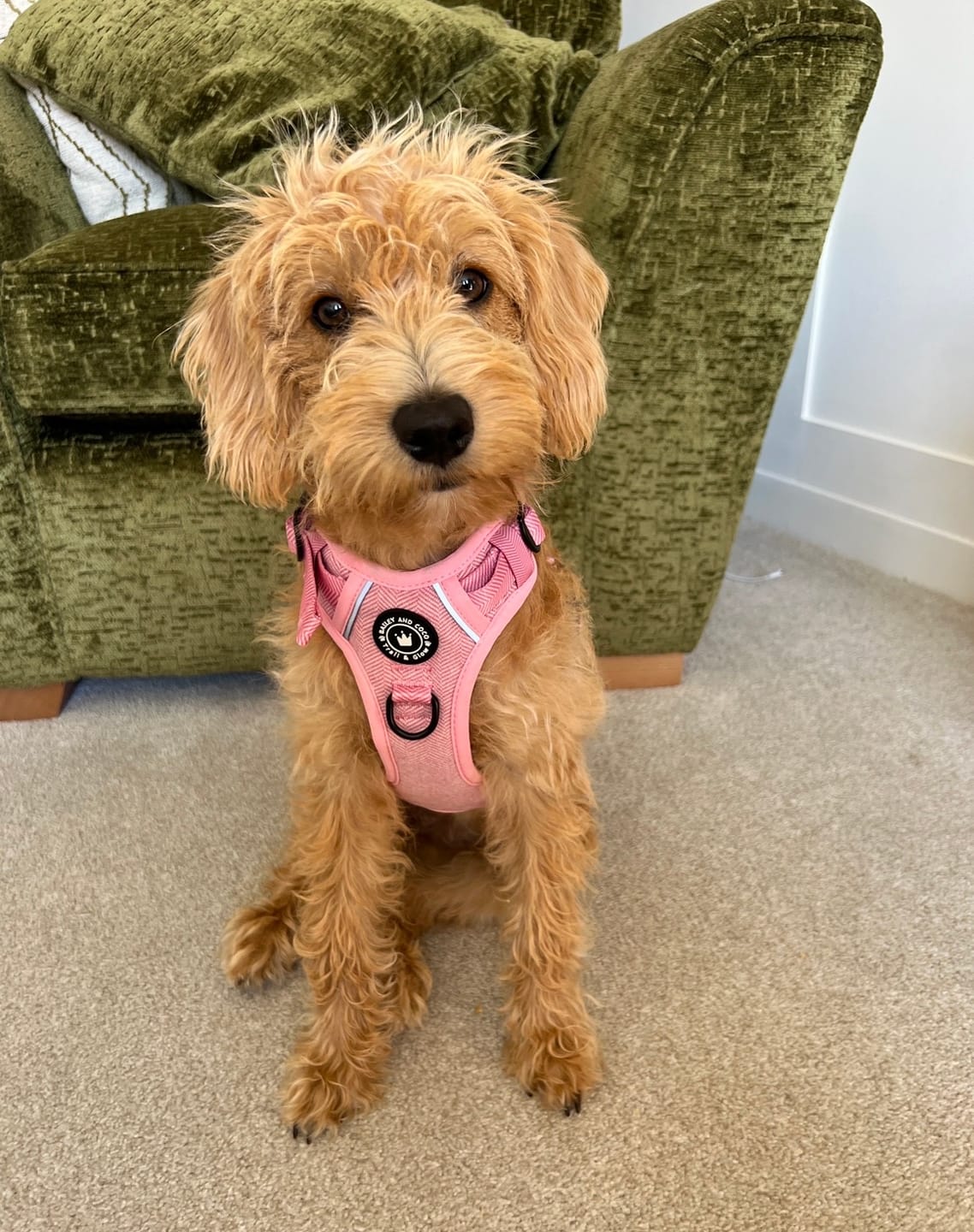 Customer photo review of Bubblegum Pink Tweed Dog Harness - No Pull & Reflective | Trail & Glow®