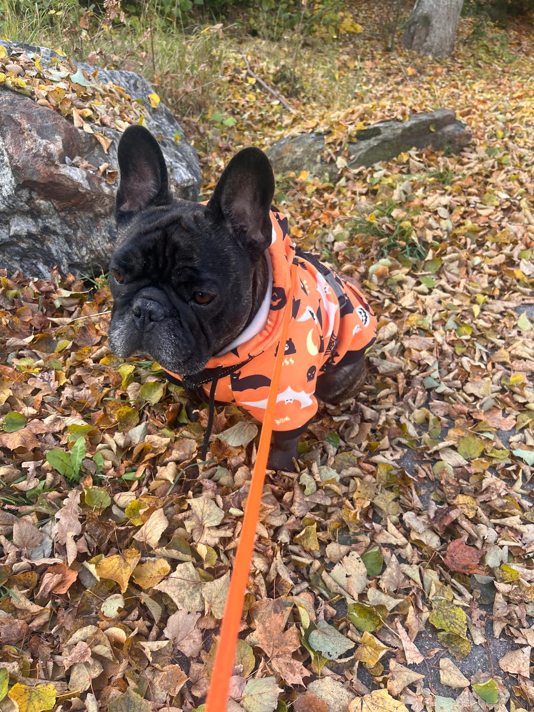 Customer photo review of Halloween Dog Hoodie - Orange