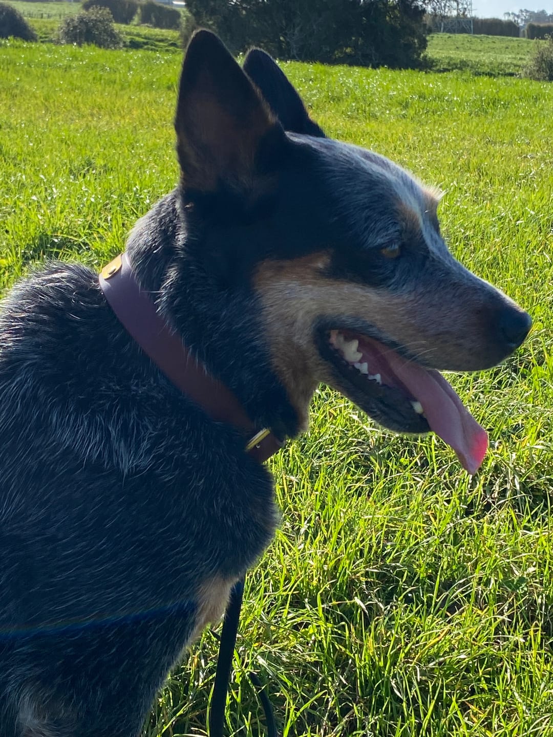Customer photo review of Classic Buckle Leather Dog Collar - Custom Sized